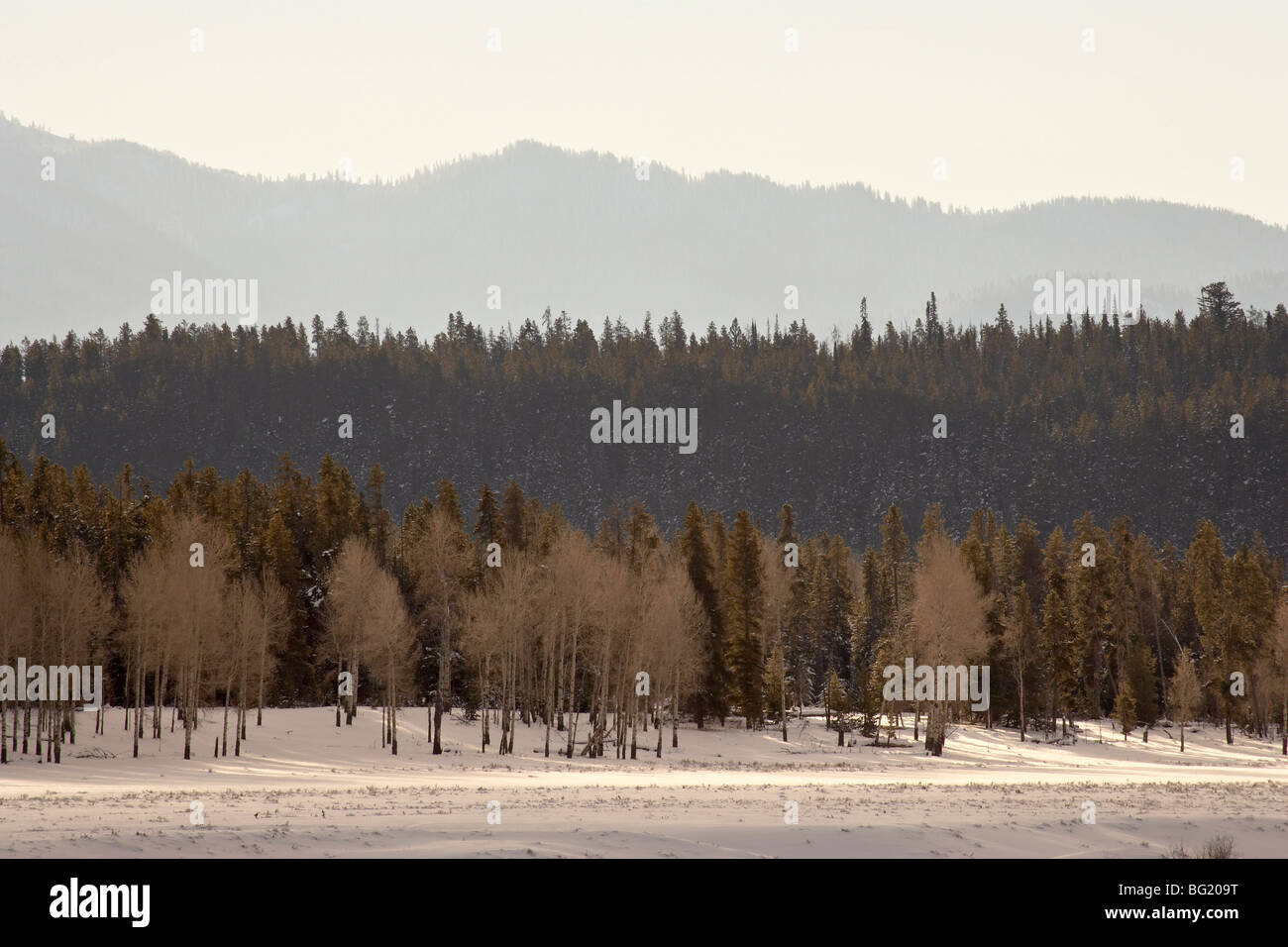 Foresta sovrapposti strati di neve, il Parco Nazionale del Grand Teton, Wyoming negli Stati Uniti d'America, America del Nord Foto Stock
