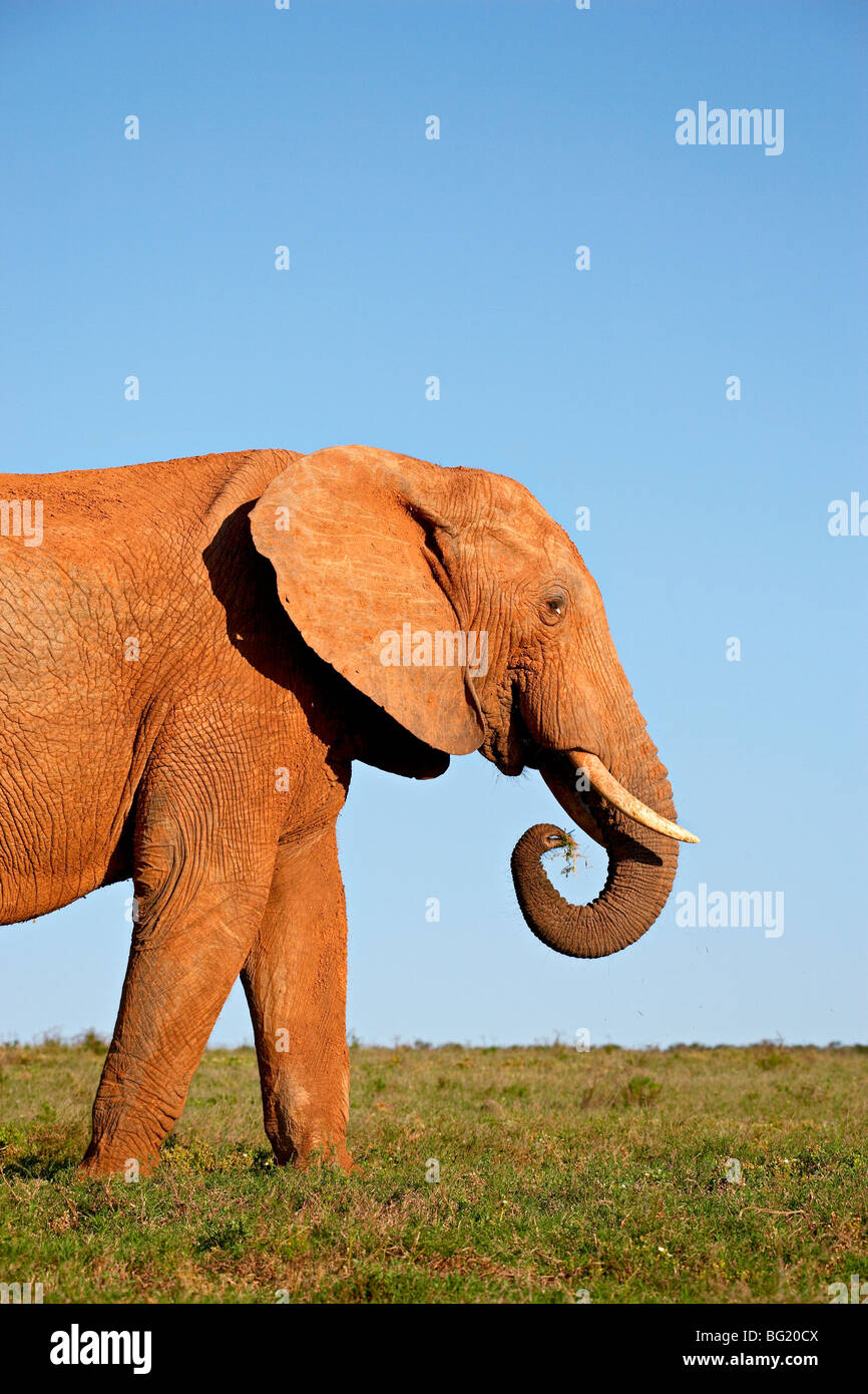 Elefante africano (Loxodonta africana), Addo Elephant National Park, Sud Africa e Africa Foto Stock