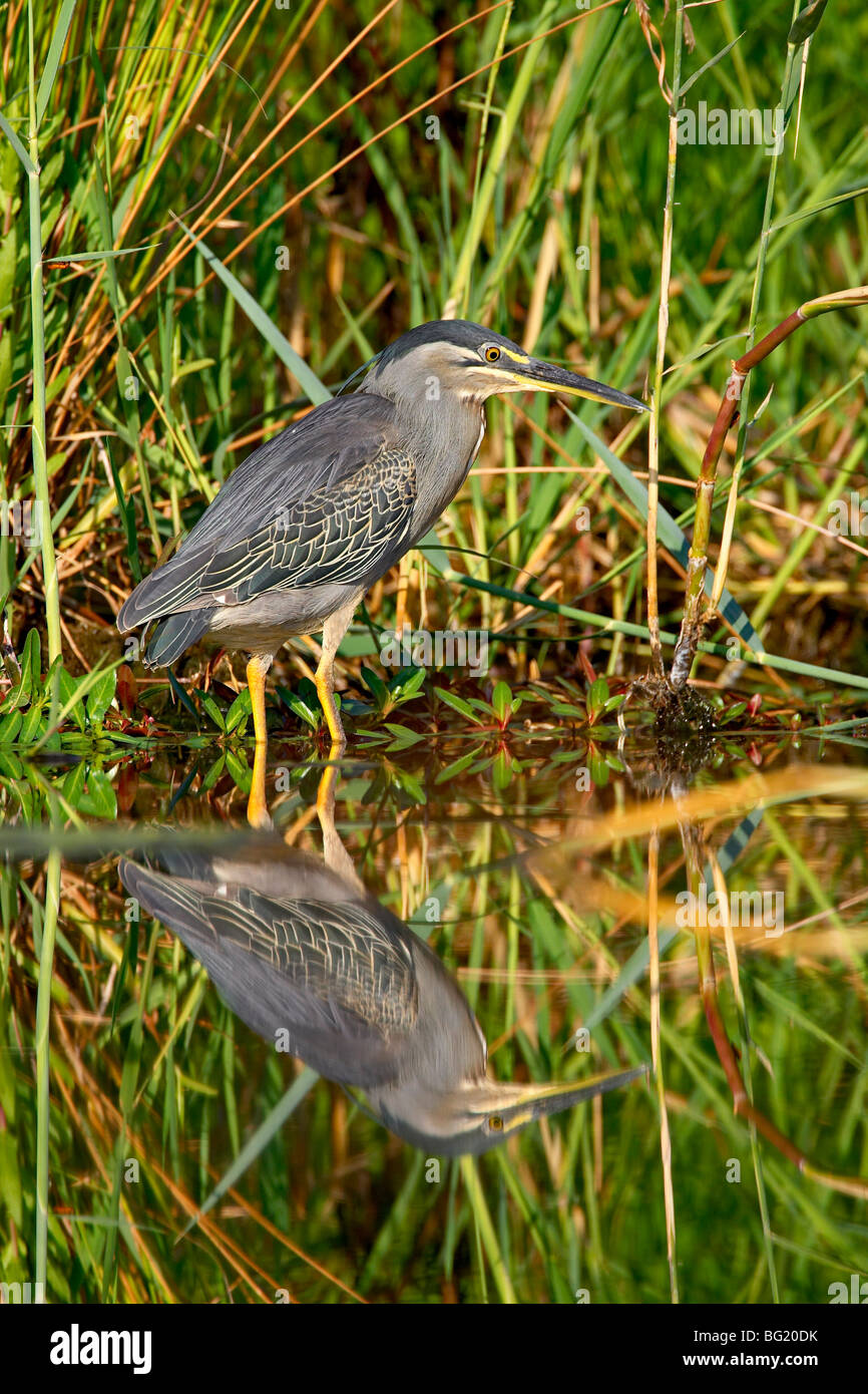 Verde-backed heron (Butorides striatus), Kruger National Park, Sud Africa e Africa Foto Stock