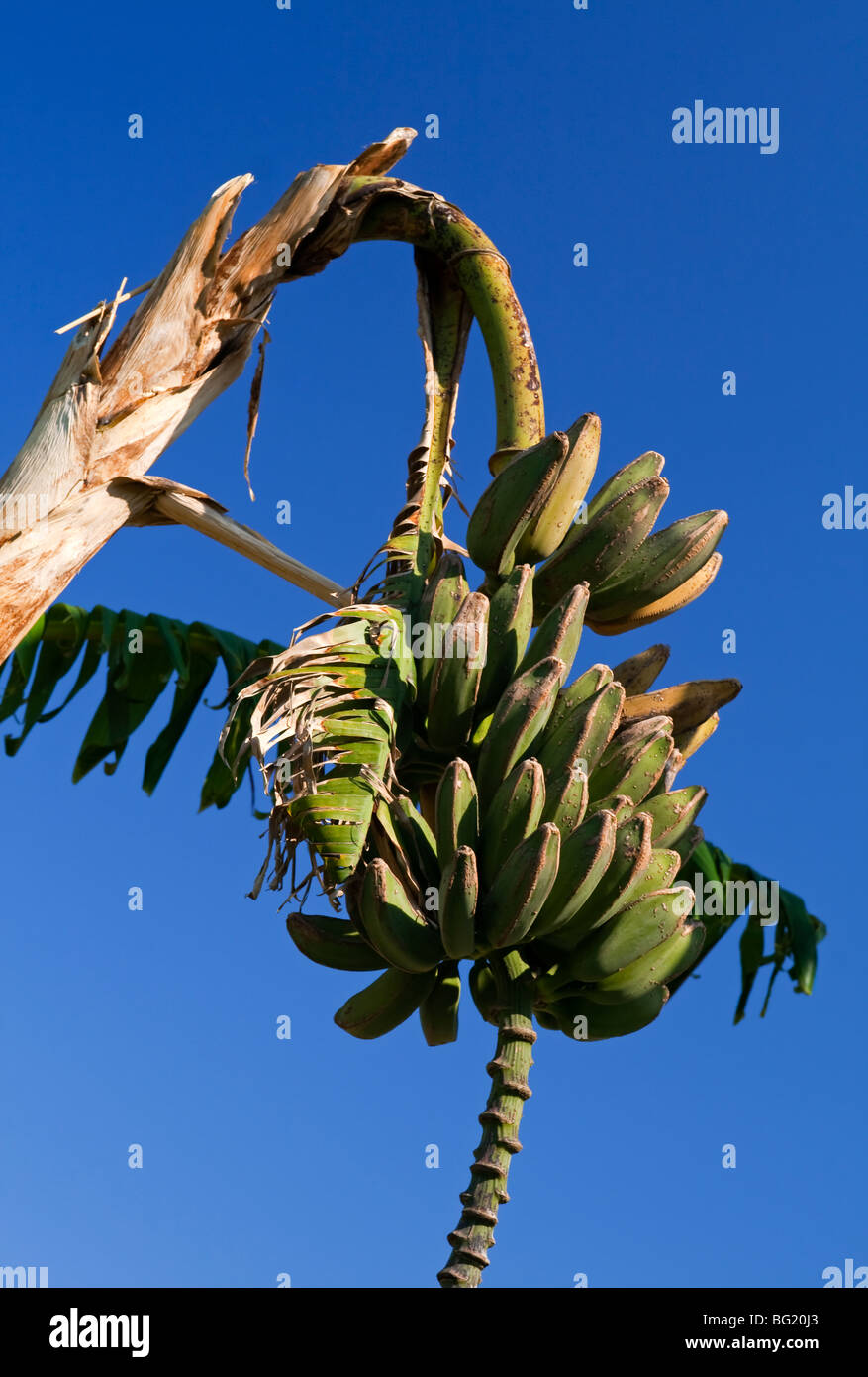 Vista della struttura ad albero di banana con cielo blu dietro Foto Stock