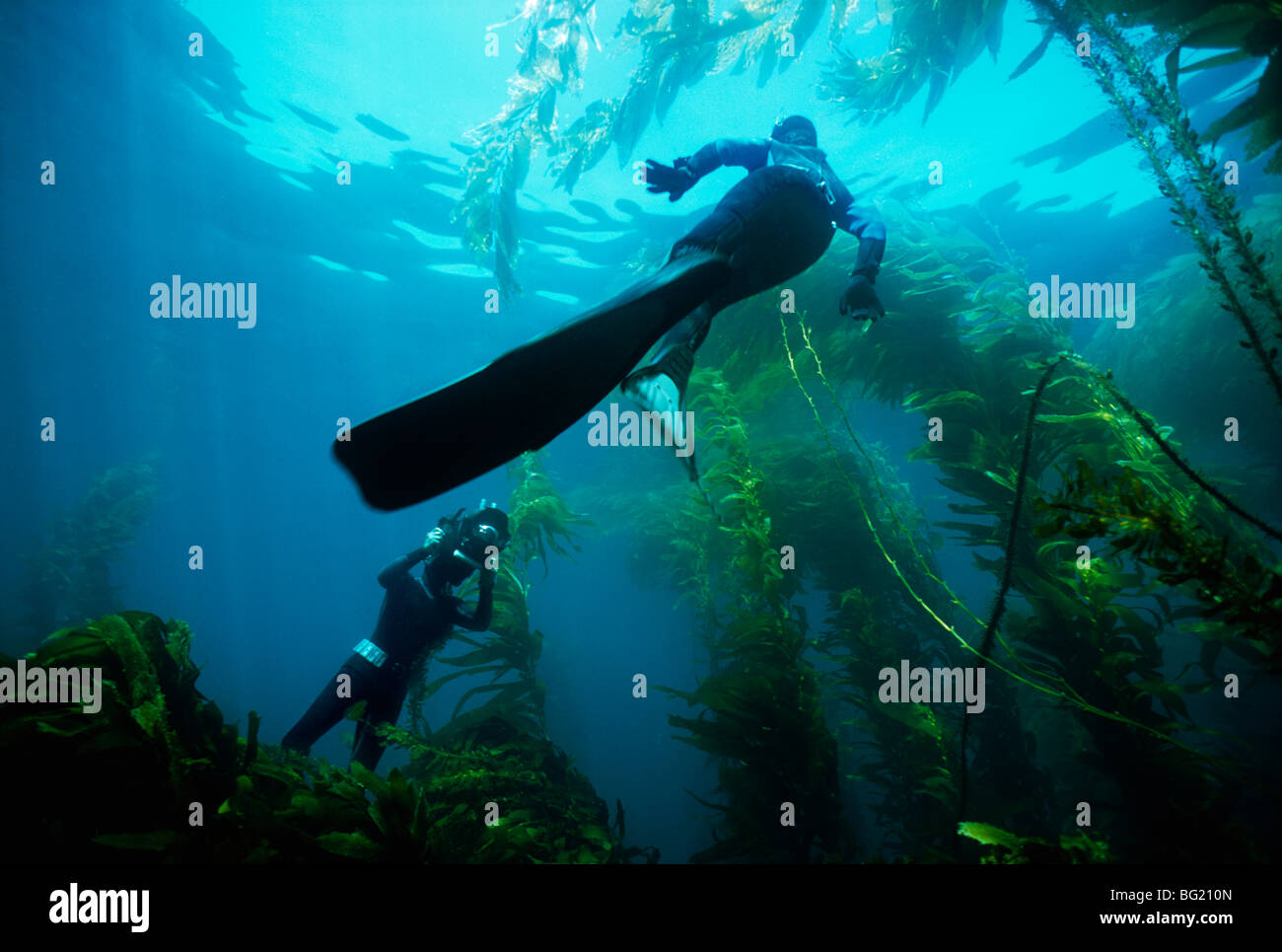 Pellicole di padre figlia - sia free diving. Anacapa Island, CA - Oceano Pacifico Foto Stock