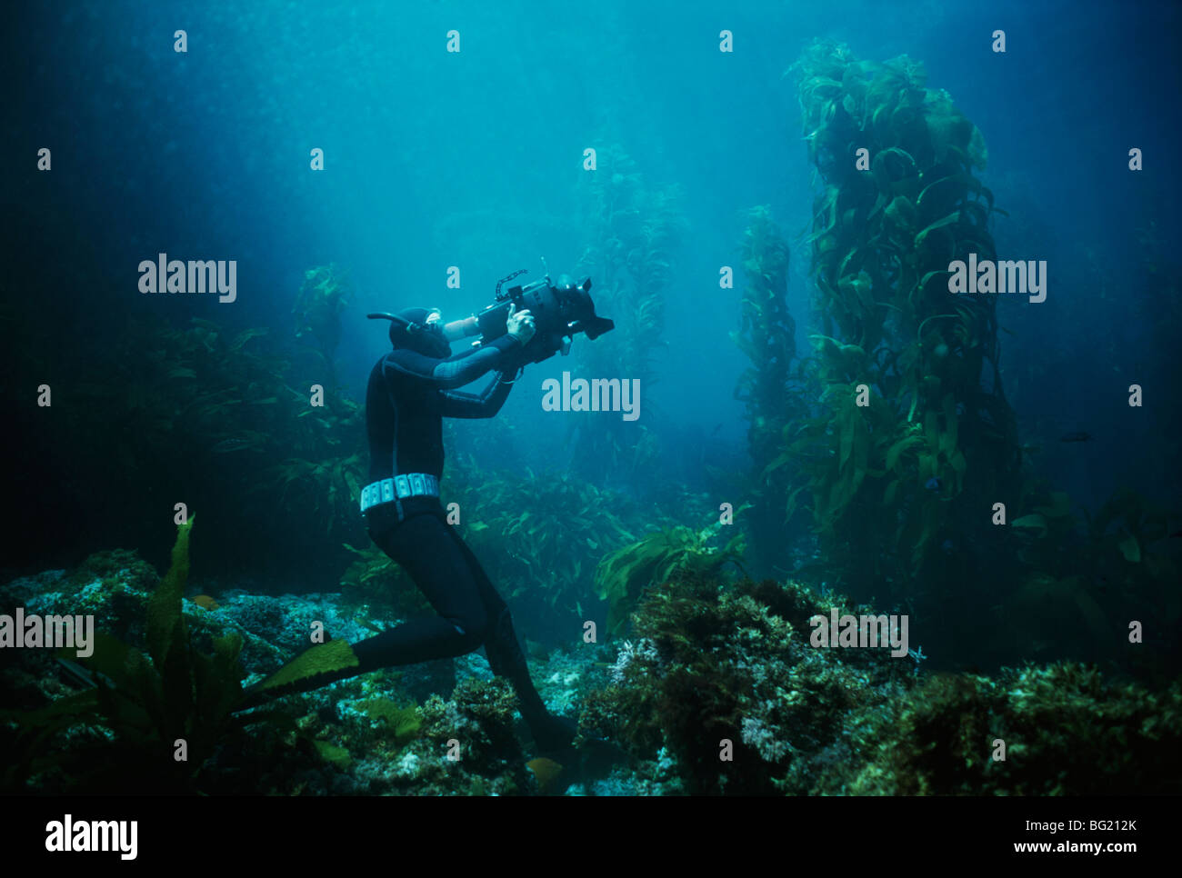 Terry Maas diving libero filmmaker gigante di foresta di kelp. Anacapa Isaland, CA - Oceano Pacifico Foto Stock