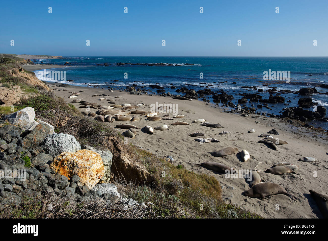 I leoni di mare dalla Pacific autostrada costiera California USA Foto Stock