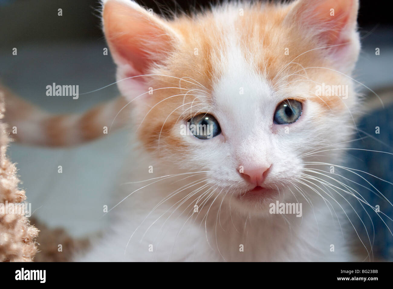 Un gattino giocare attaccando Foto Stock