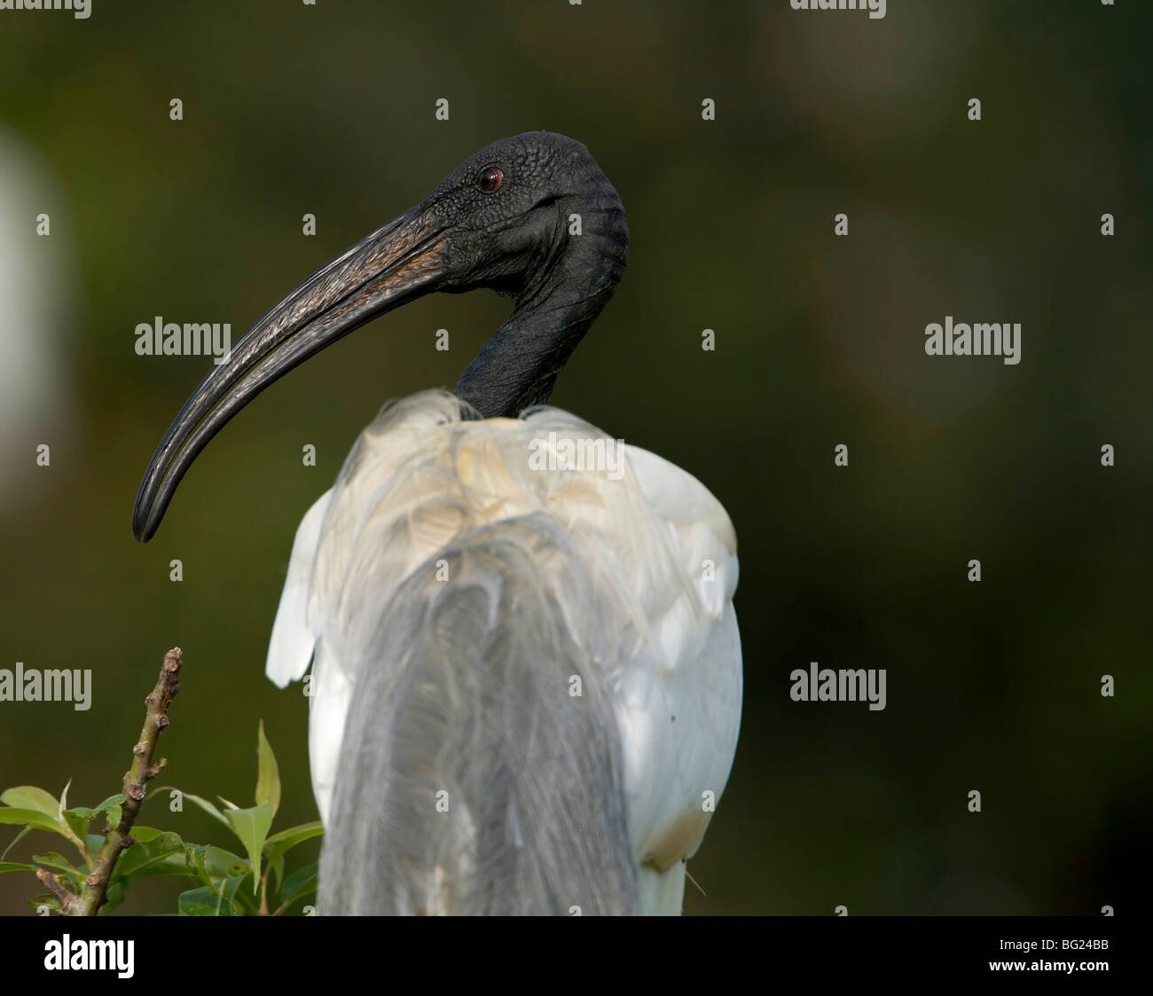 Ibis bianco con lungo becco di uccello di acqua su albero Foto Stock