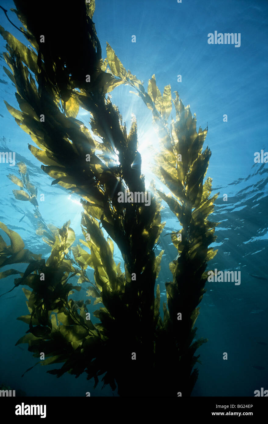Ginat kelp - Macrocystis. Anacapa Island, CA - Oceano Pacifico Foto Stock