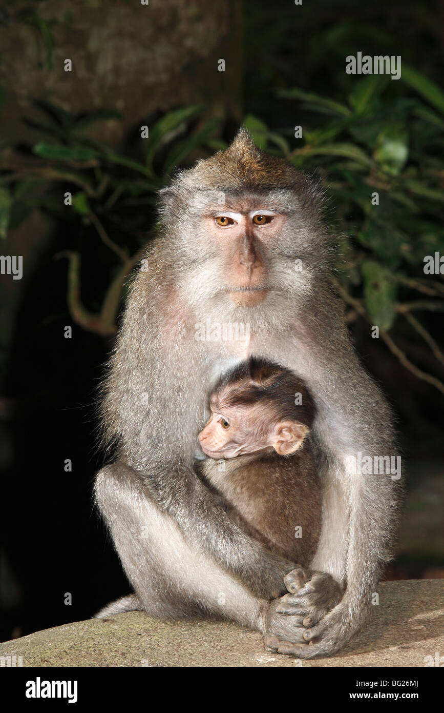 Una femmina di lunga coda Macaque, o granchio mangia macaco Macaca fascicularis, tenendo il suo bambino. La sacra Foresta delle Scimmie, Bali Ubud Foto Stock