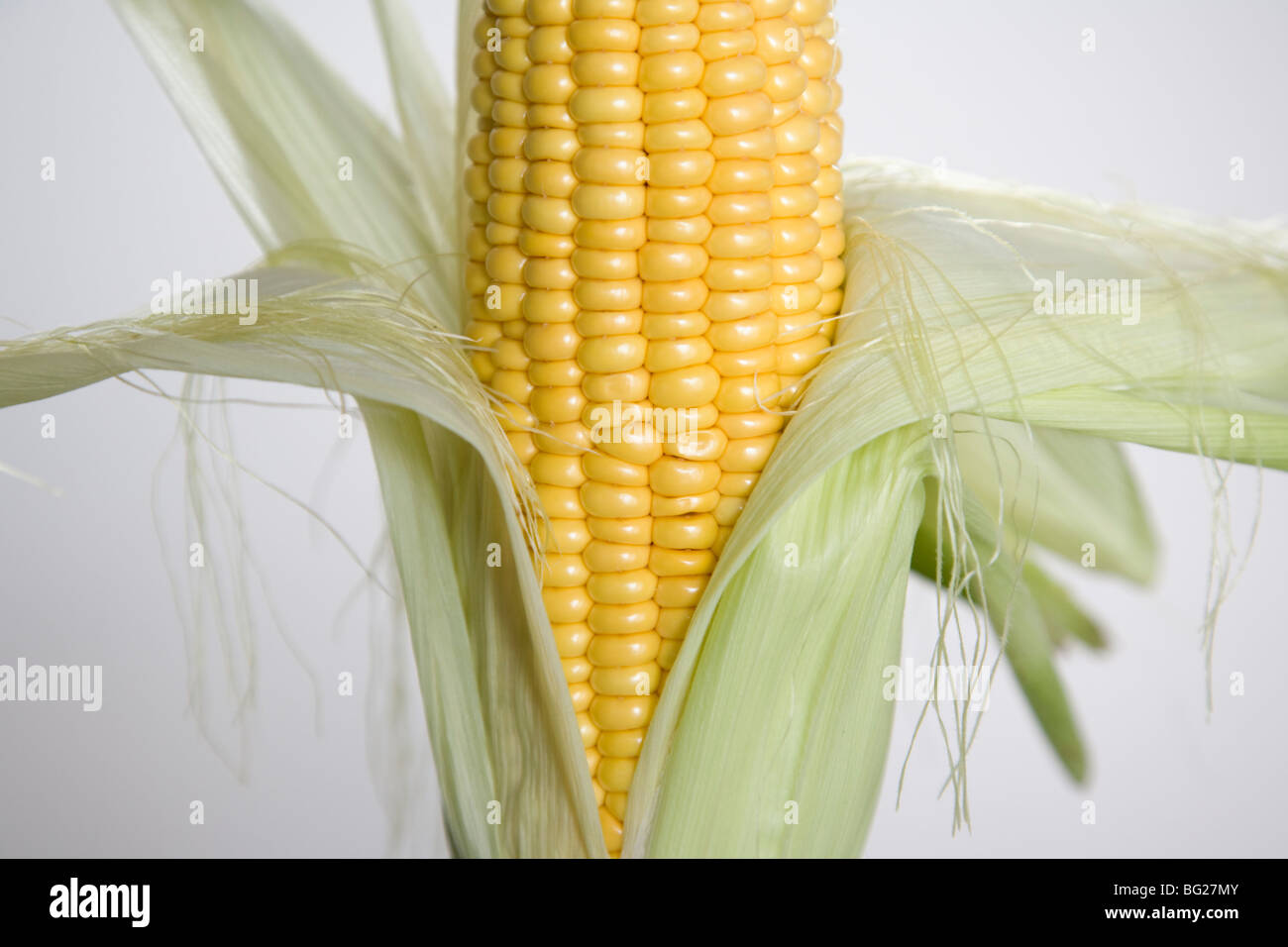 Spiga del granoturco (Zea mays) Foto Stock