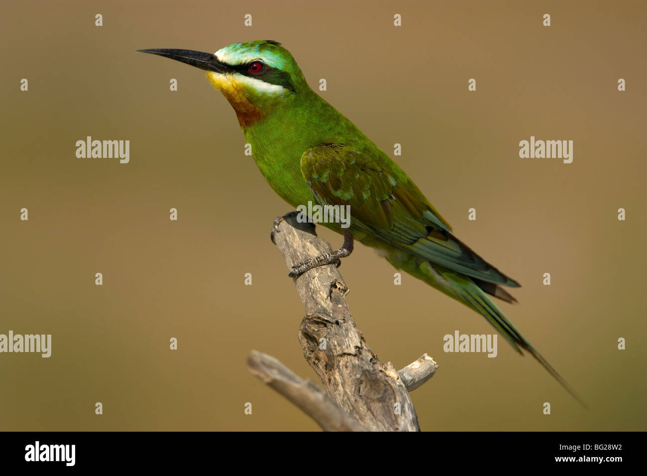 Blue cheeked Bee eater uccello completa Foto Stock