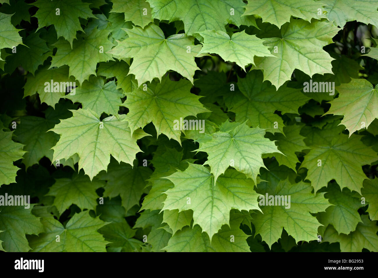 Foglie di acero Texture Foto Stock