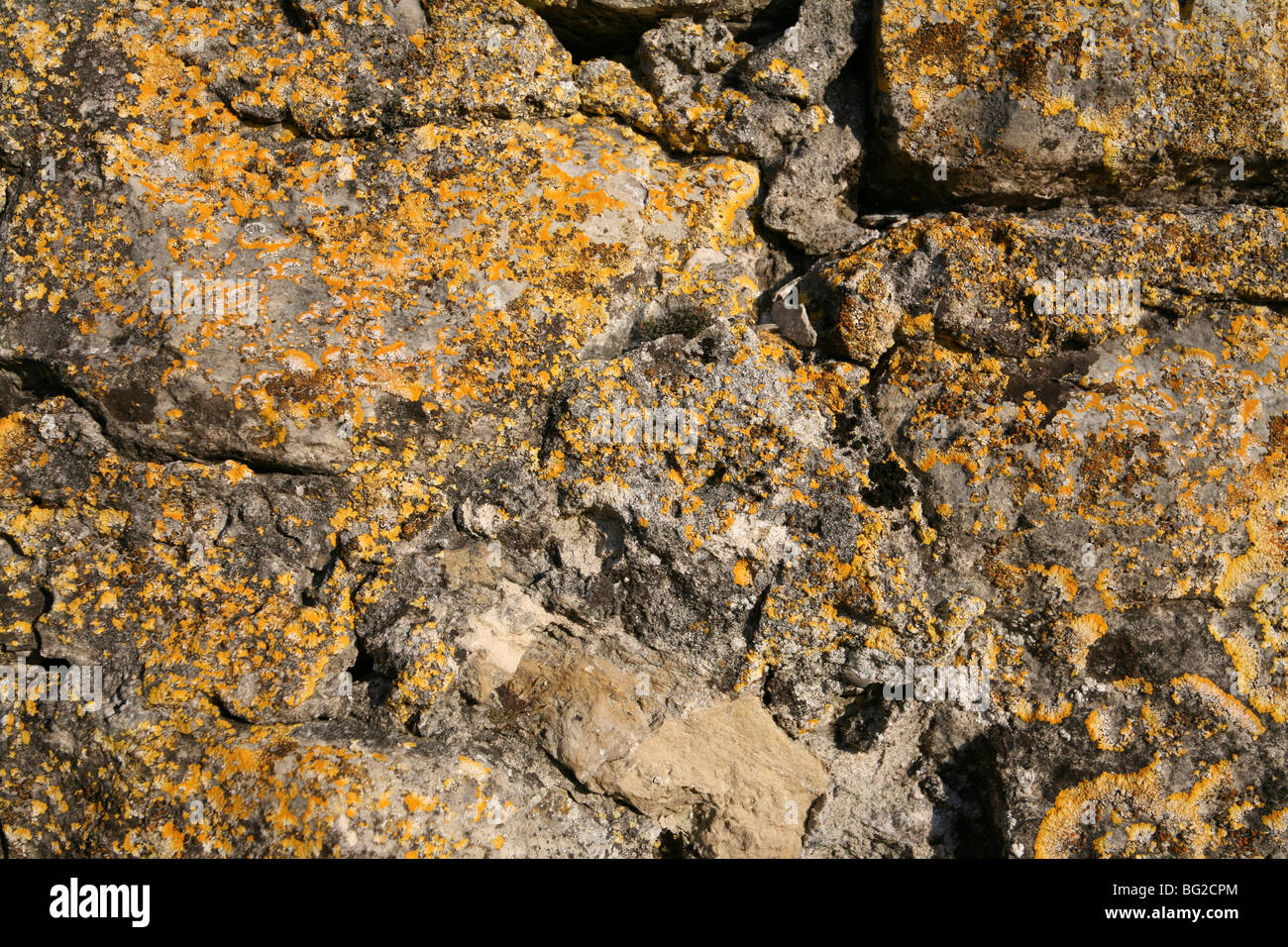 Molto vecchio muro di pietra con lichene giallo in pieno sole. Foto Stock