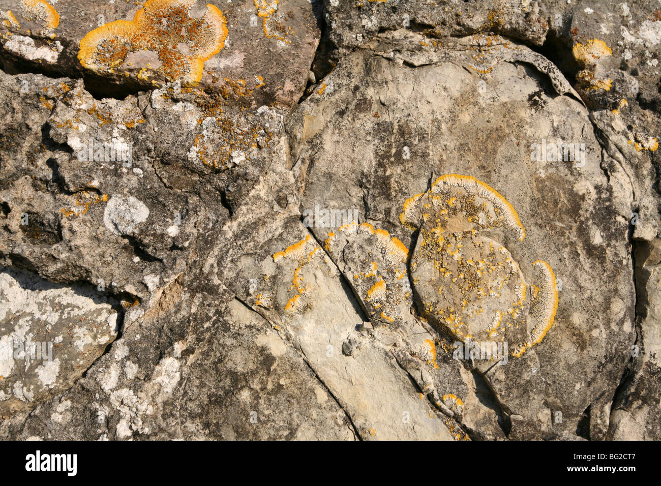 Molto vecchio muro di pietra con lichene giallo in pieno sole. Foto Stock