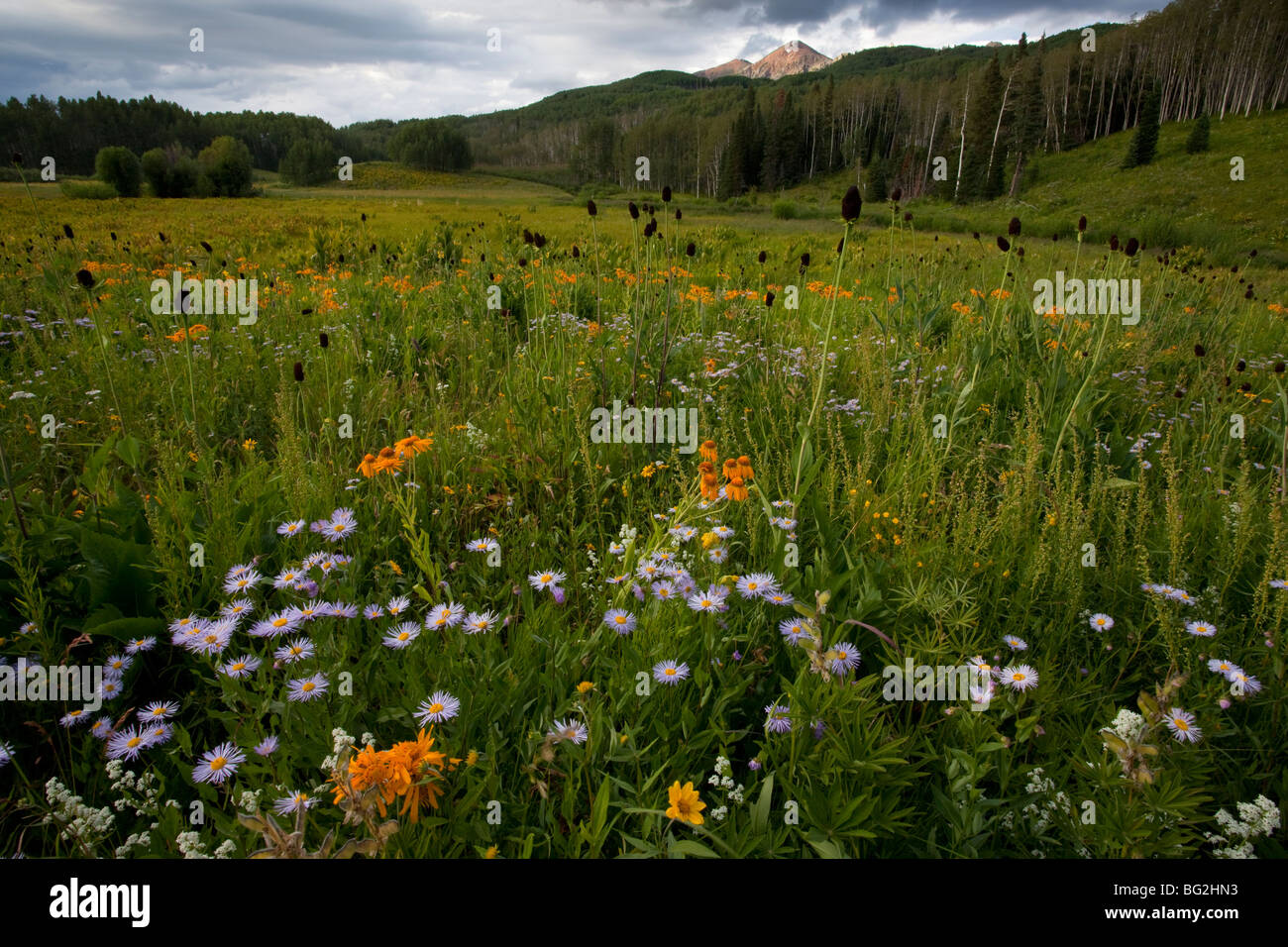 Primi fiori estivi, compresi Rayless Coneflower Rudbeckia occidentalis, e gli astri, su Kebler Pass, colorado Foto Stock