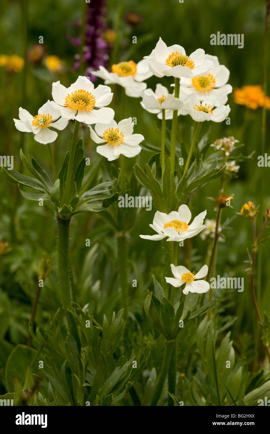 I Narcisi a fiore Anemone narcissiflora Anemone = Anemostratum in Rustler's Gulch, Maroon Bells Foto Stock