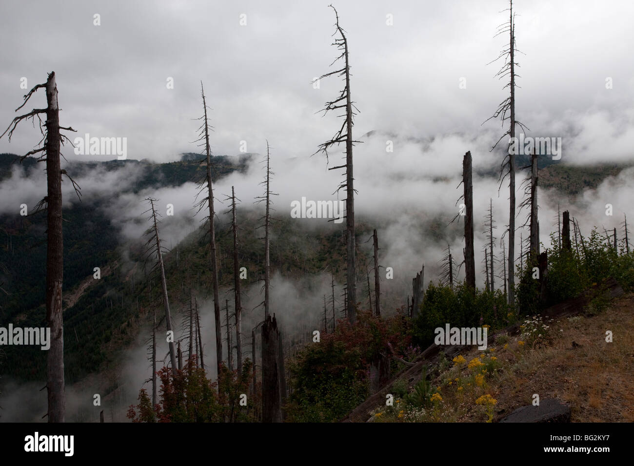 Bruciato la foresta di conifere rigenerante eruzione seguenti, sul Monte St Helens National Park, Washington, USA, America del Nord. Foto Stock