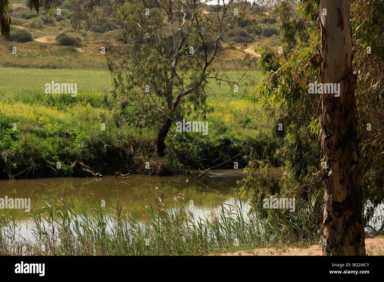 Israele, regione di Sharon. Alexander River National Park Foto Stock