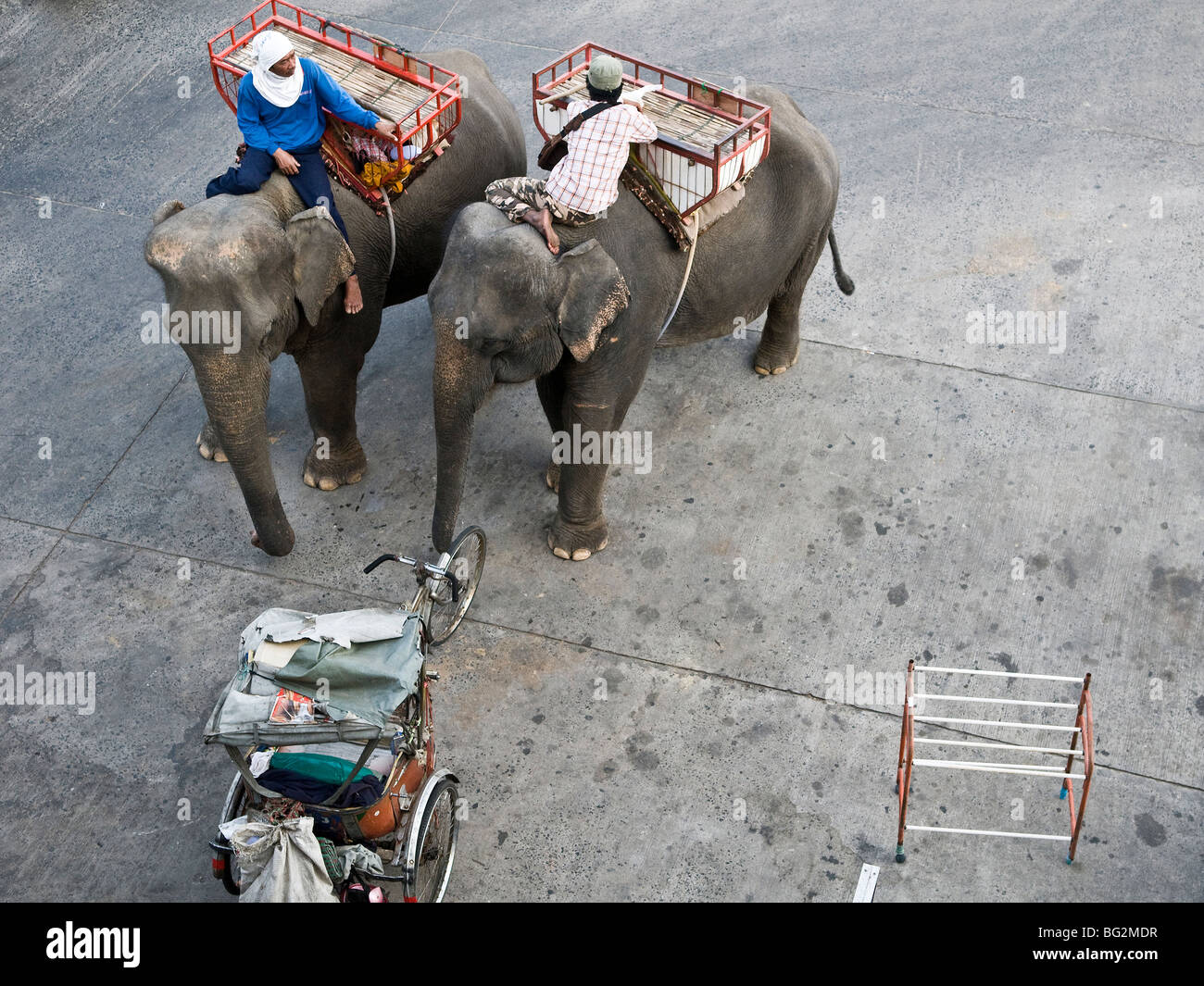 Elephant i taxi sono molto attivi durante l'elefante di Surin roundup. Foto Stock