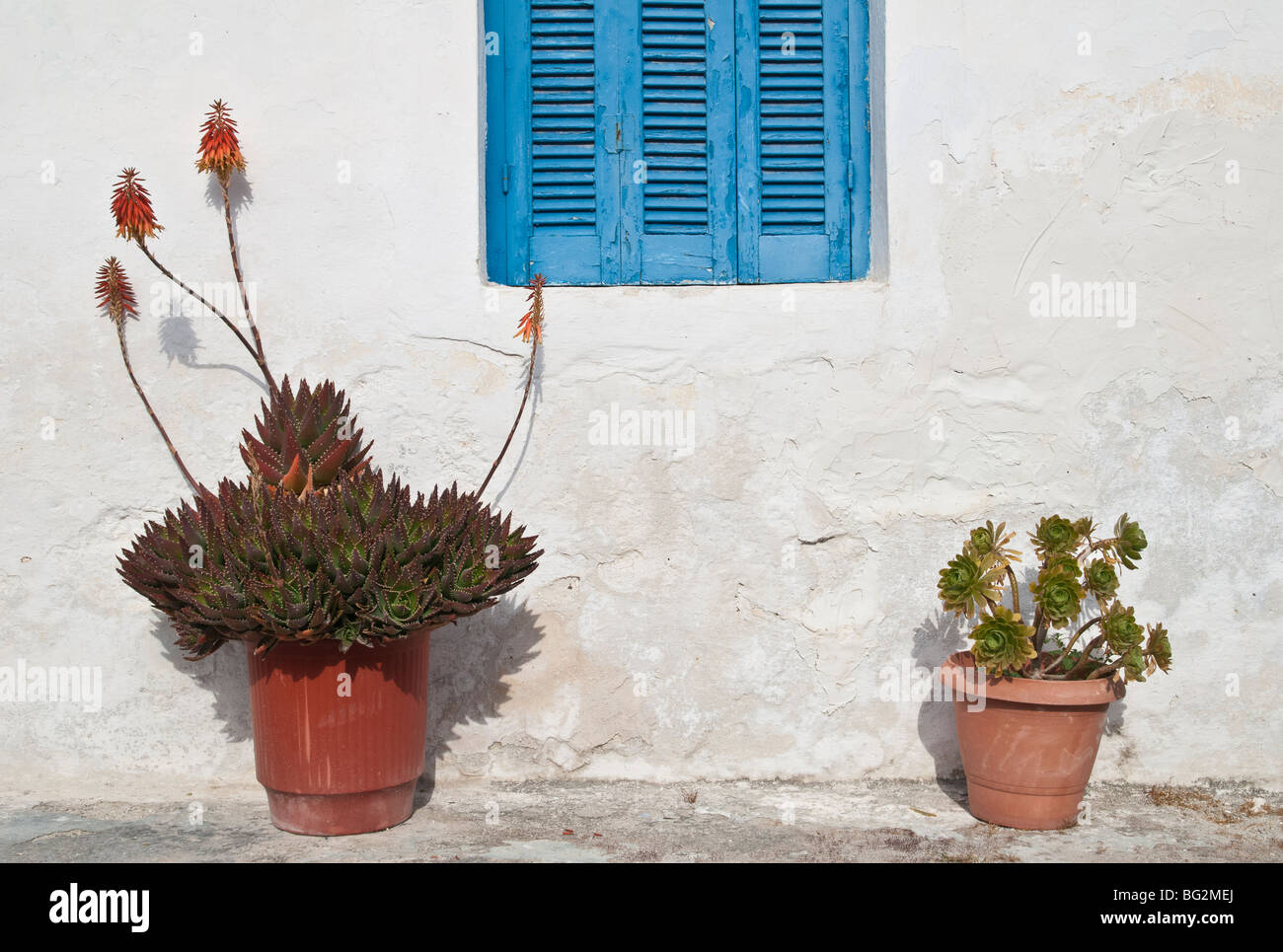 Le piante succulente al di fuori di una casa dipinta di bianco sull'isola greca di Milos Foto Stock