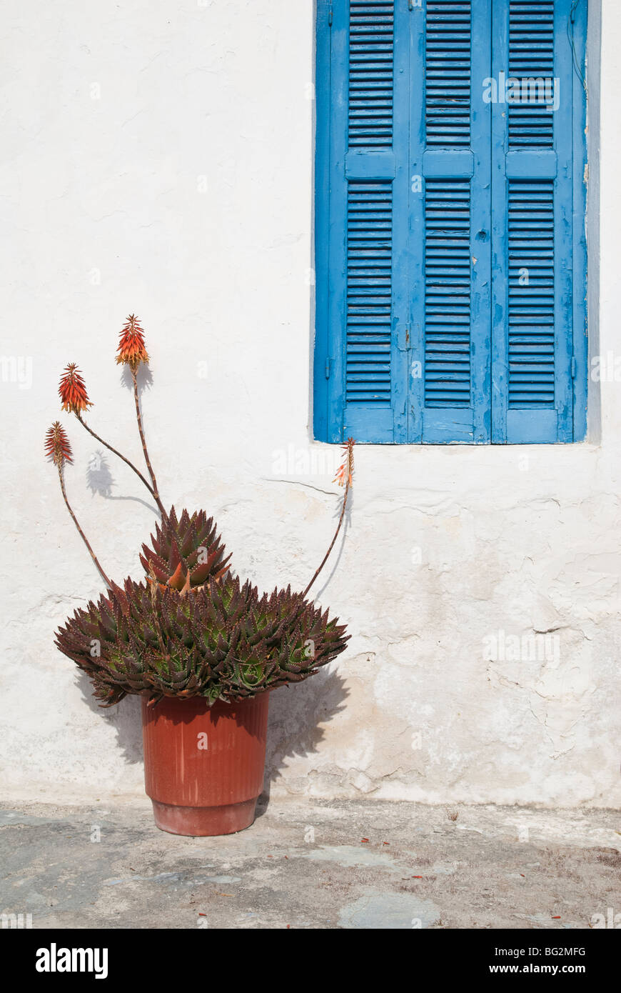 Agave pianta al di fuori di una casa dipinta di bianco sull'isola greca di MIlos Foto Stock