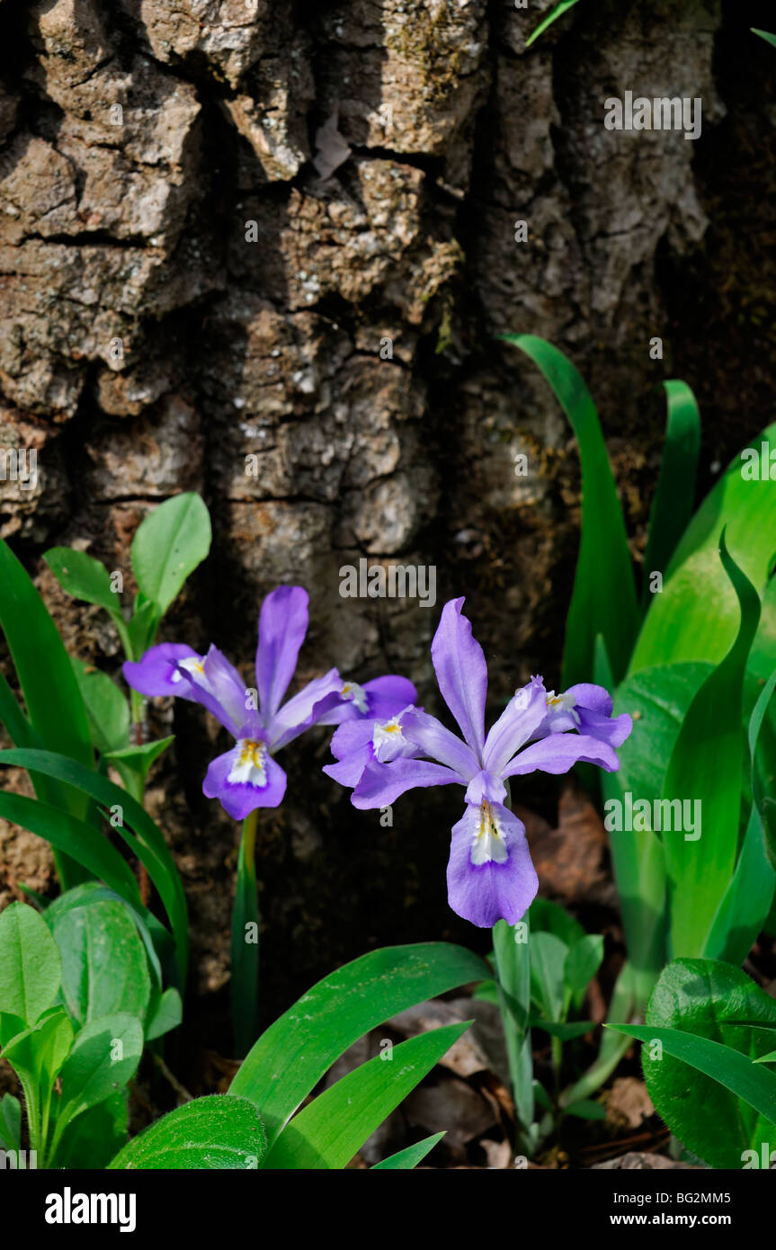 Crested Dwarf Iris Iris molla cristata millefiori parco nazionale di Great Smoky mountains Tennessee Foto Stock