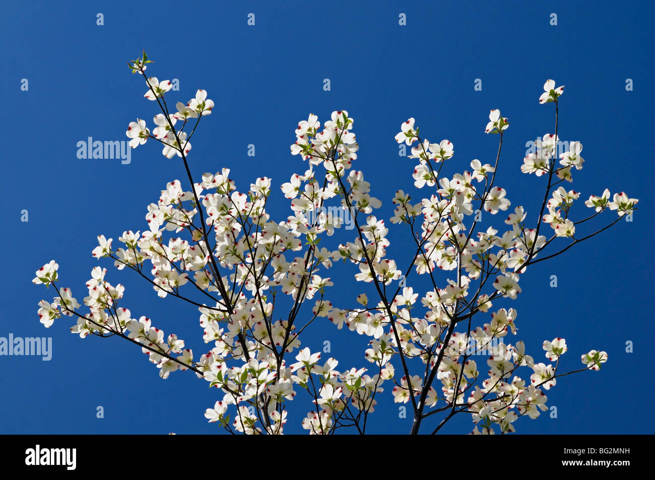 Appalachian flora di montagna white Sanguinello fioritura ad albero la molla blu cielo Smoky Mountains National Park Foto Stock