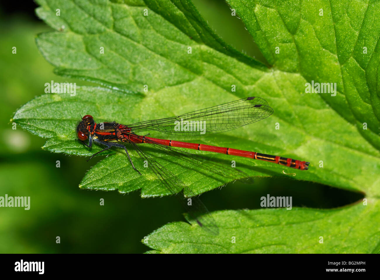 Nymphula di Pirrhosoma, Damselfliy rosso Grande, Galles, Regno Unito. Foto Stock