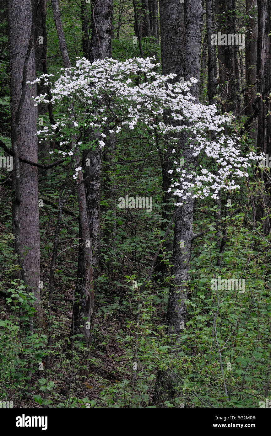 Appalachian flora di montagna white Sanguinello fioritura ad albero la molla verde parco nazionale di Great Smoky mountains Foto Stock