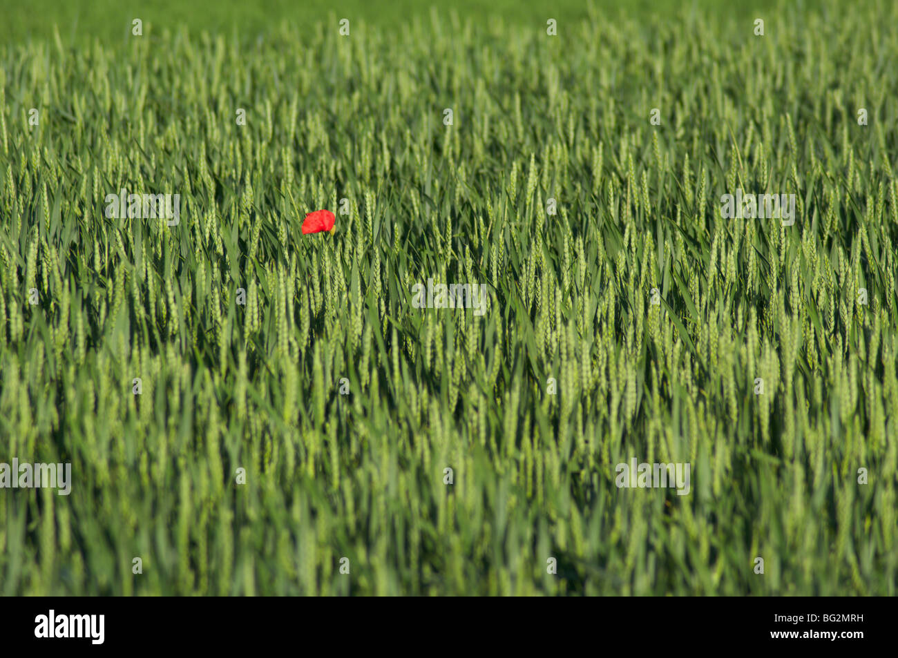 Singolo papavero di mais in campo verde Foto Stock