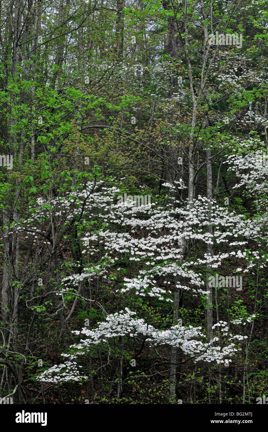 Appalachian flora di montagna white Sanguinello fioritura ad albero la molla verde parco nazionale di Great Smoky mountains Foto Stock
