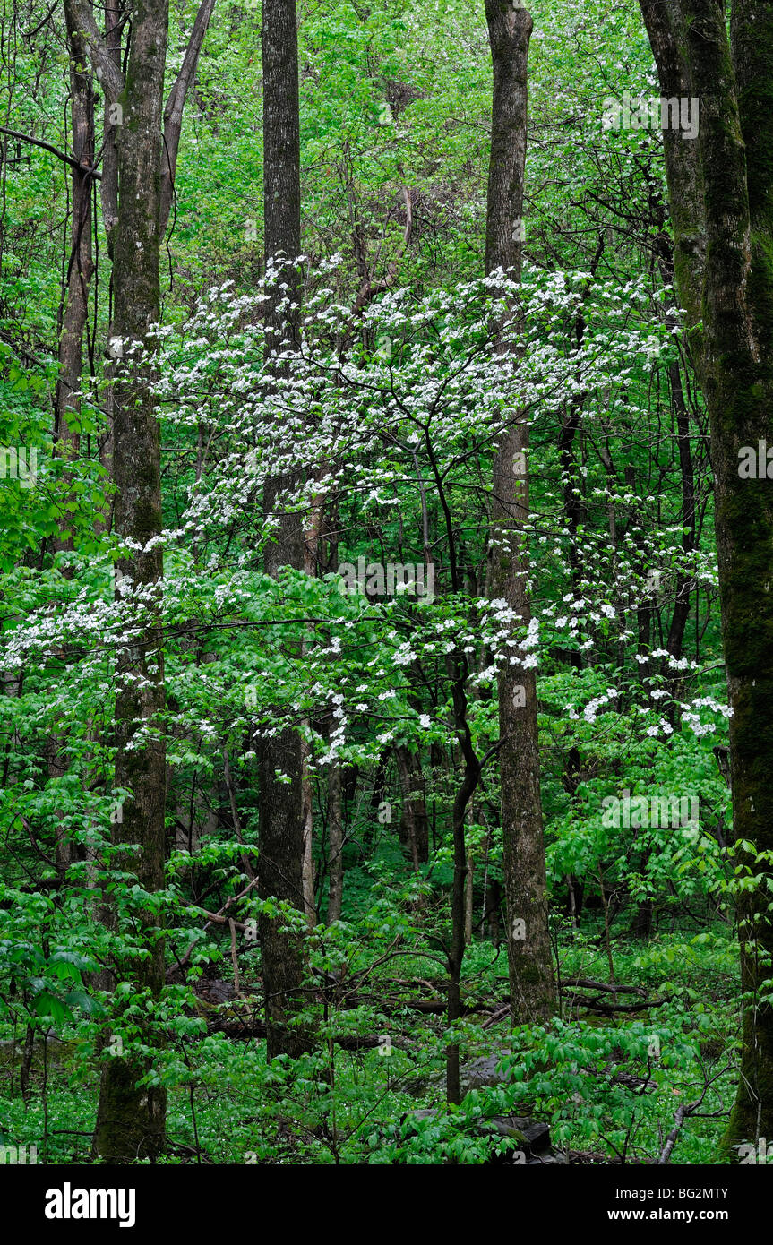 Appalachian flora di montagna white Sanguinello fioritura ad albero la molla verde parco nazionale di Great Smoky mountains Foto Stock