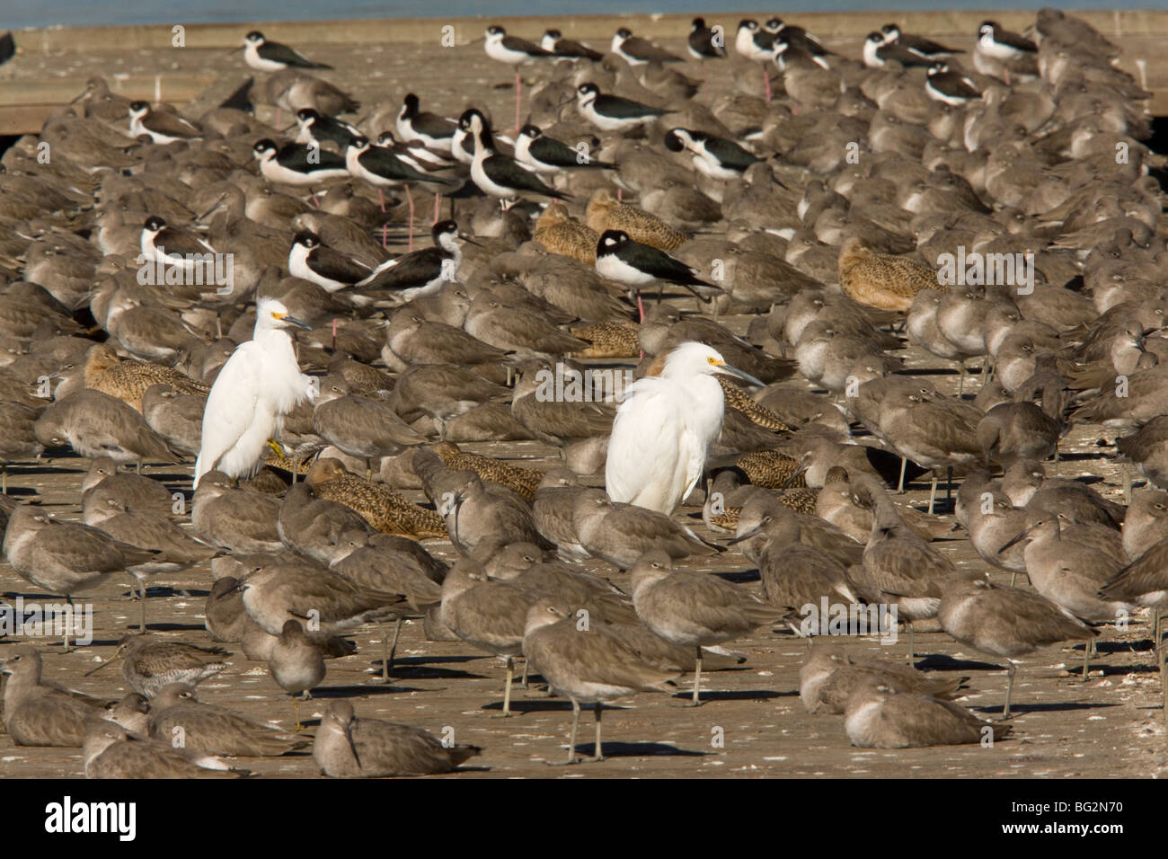 Snowy Egrets, Willets, Godwits in marmo nero e il collo palafitte ad alta marea roost. Arrowhead Marsh, East Bay, Oakland California Foto Stock