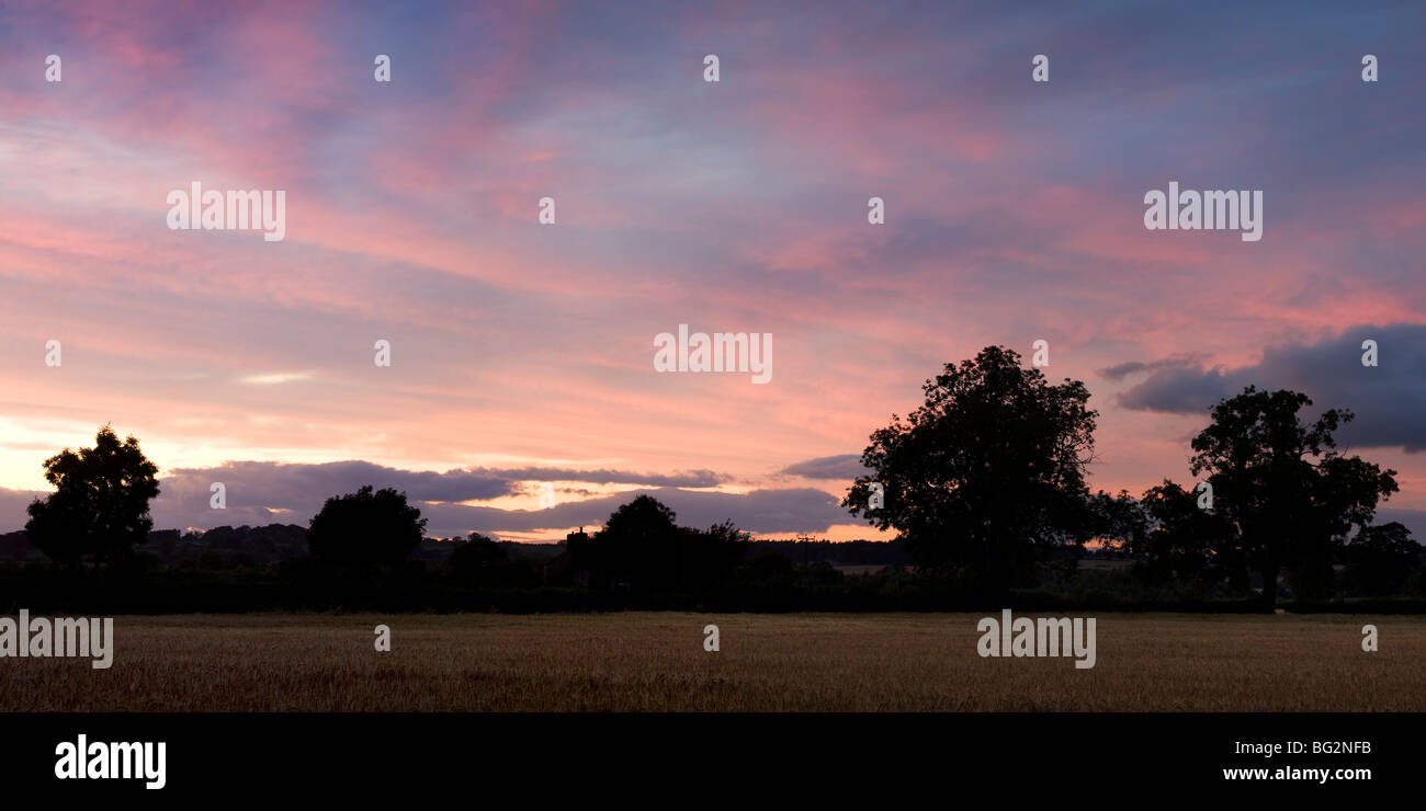 Cieli pastello attraverso campi di grano vicino a Harrogate, North Yorkshire, Inghilterra Foto Stock