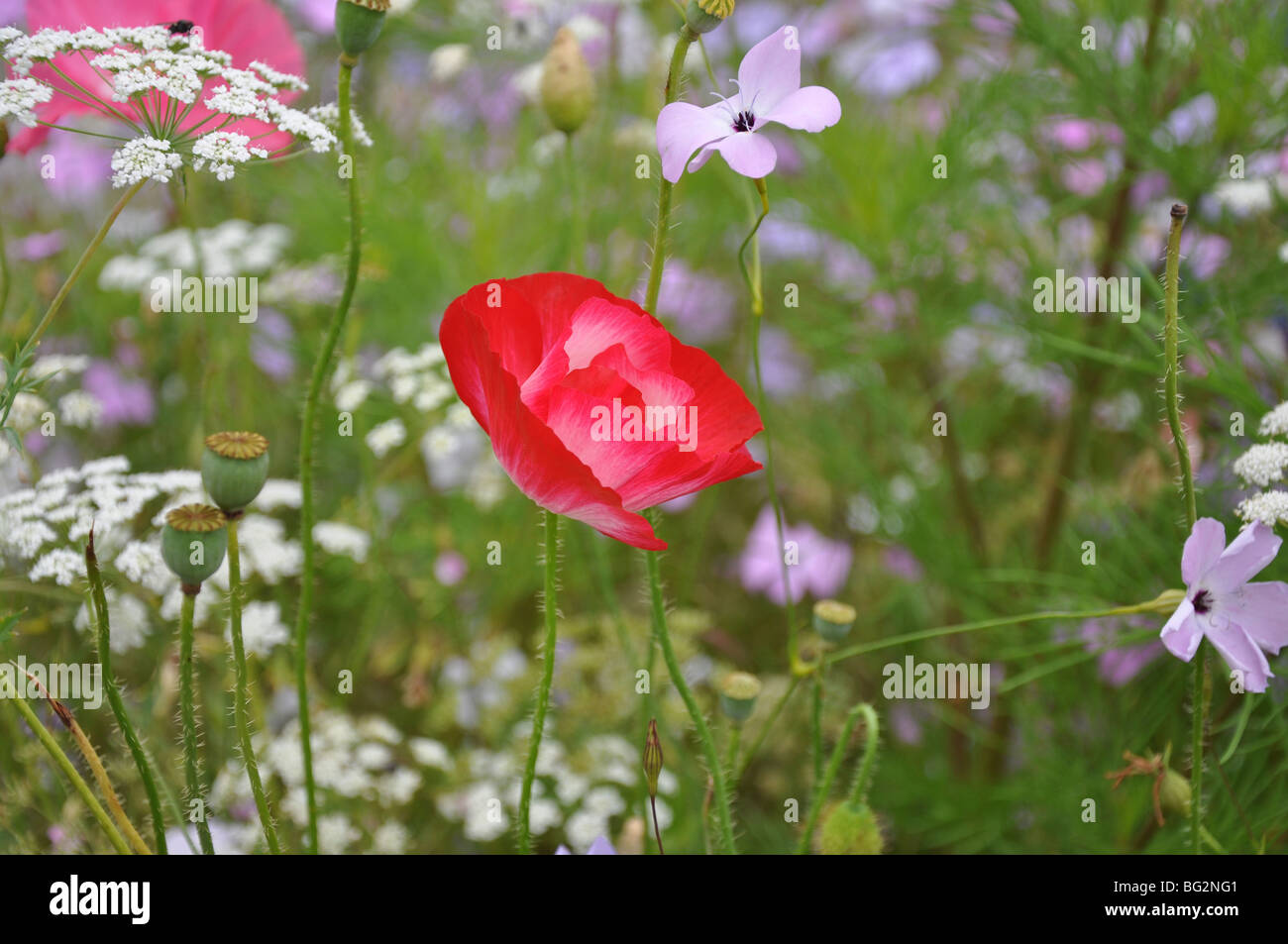 Rosa e Bianco papavero con sfondo verde con fiori di colore blu Foto Stock