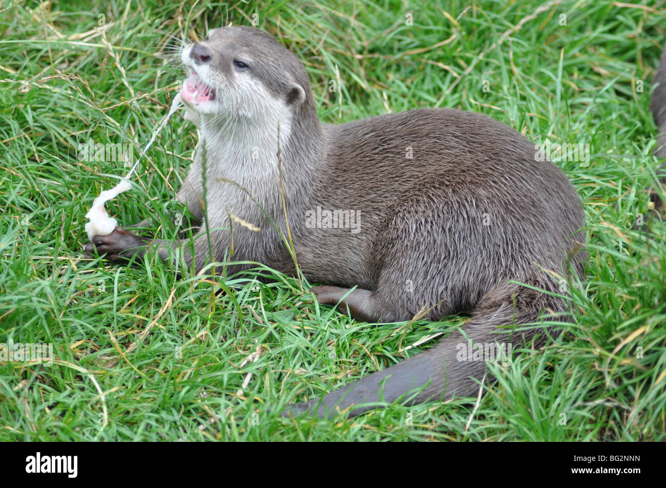 Asian breve artigliato otter mangiare pesce Foto Stock