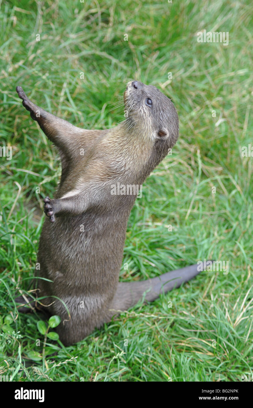 Asian breve artigliato otter Foto Stock