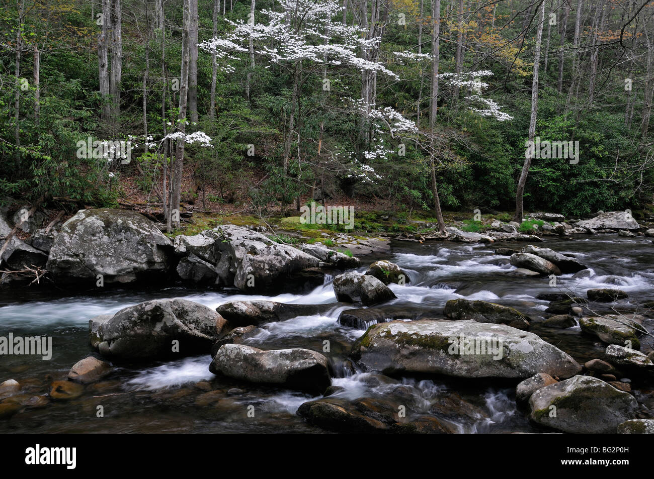 Appalachian flora di montagna white Sanguinello fioritura ad albero la molla verde parco nazionale di Great Smoky mountains piccolo fiume Foto Stock