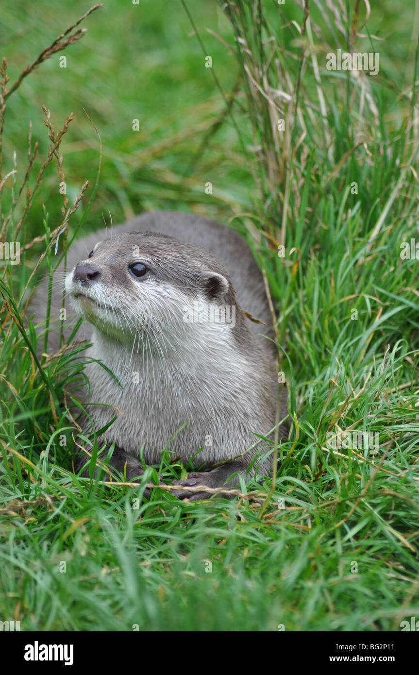 Asian breve artigliato otter Foto Stock