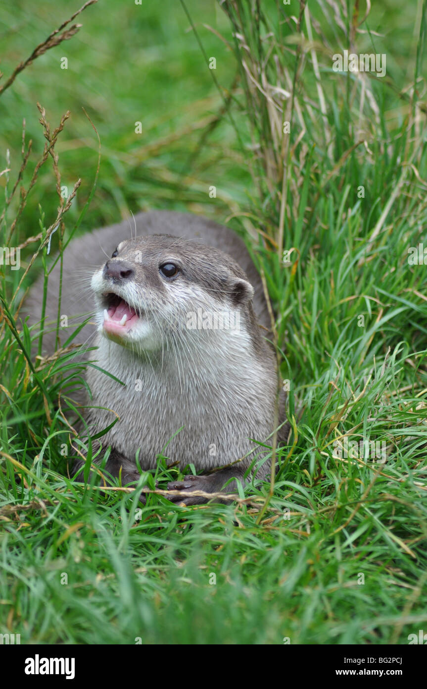 Asian breve artigliato otter Aonyx cinerea Foto Stock