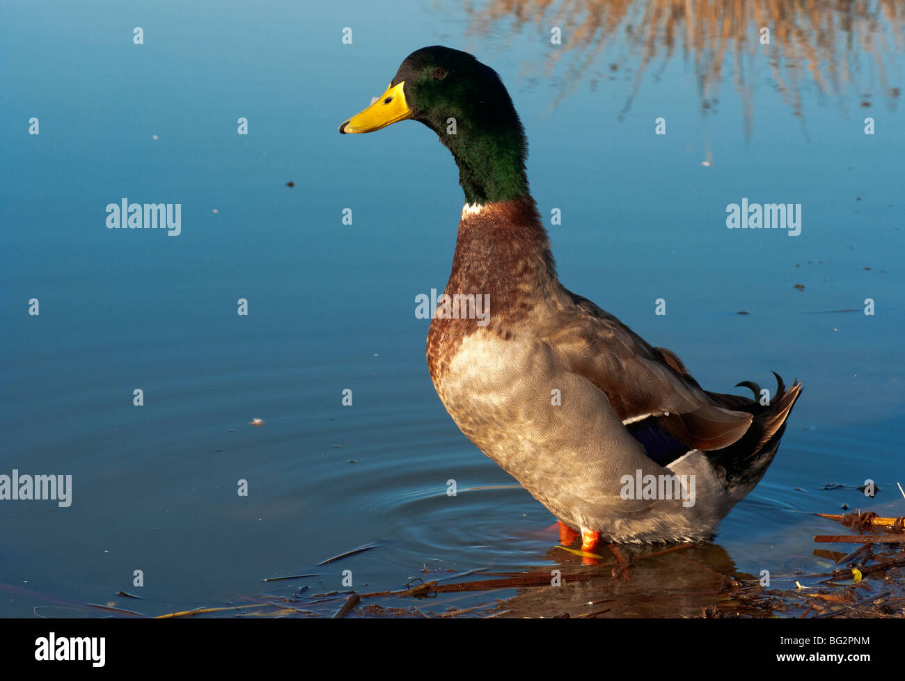 Mallard Duck in attenzione, Foto Stock