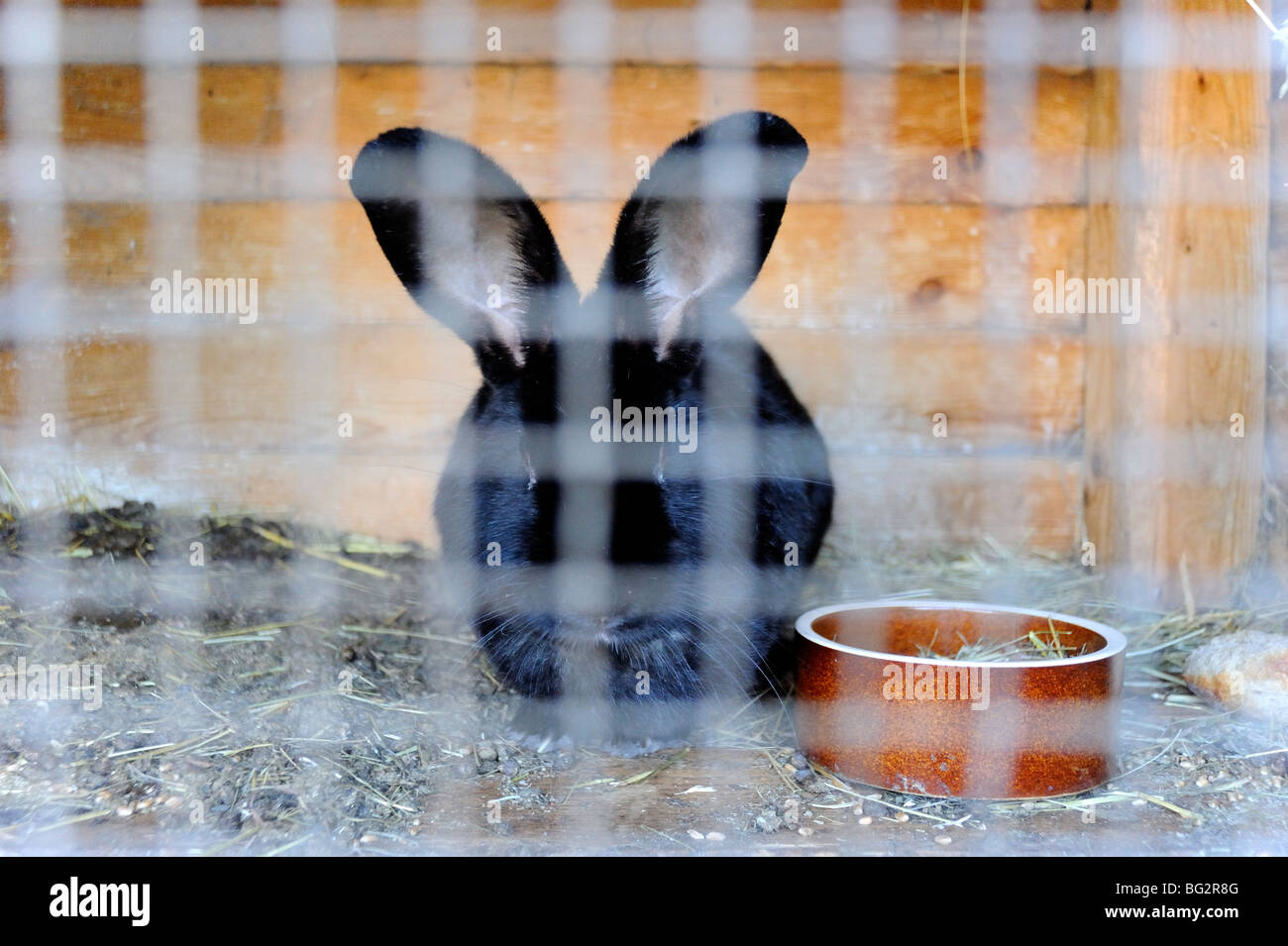 Coniglio Coniglio nel hutch Foto Stock