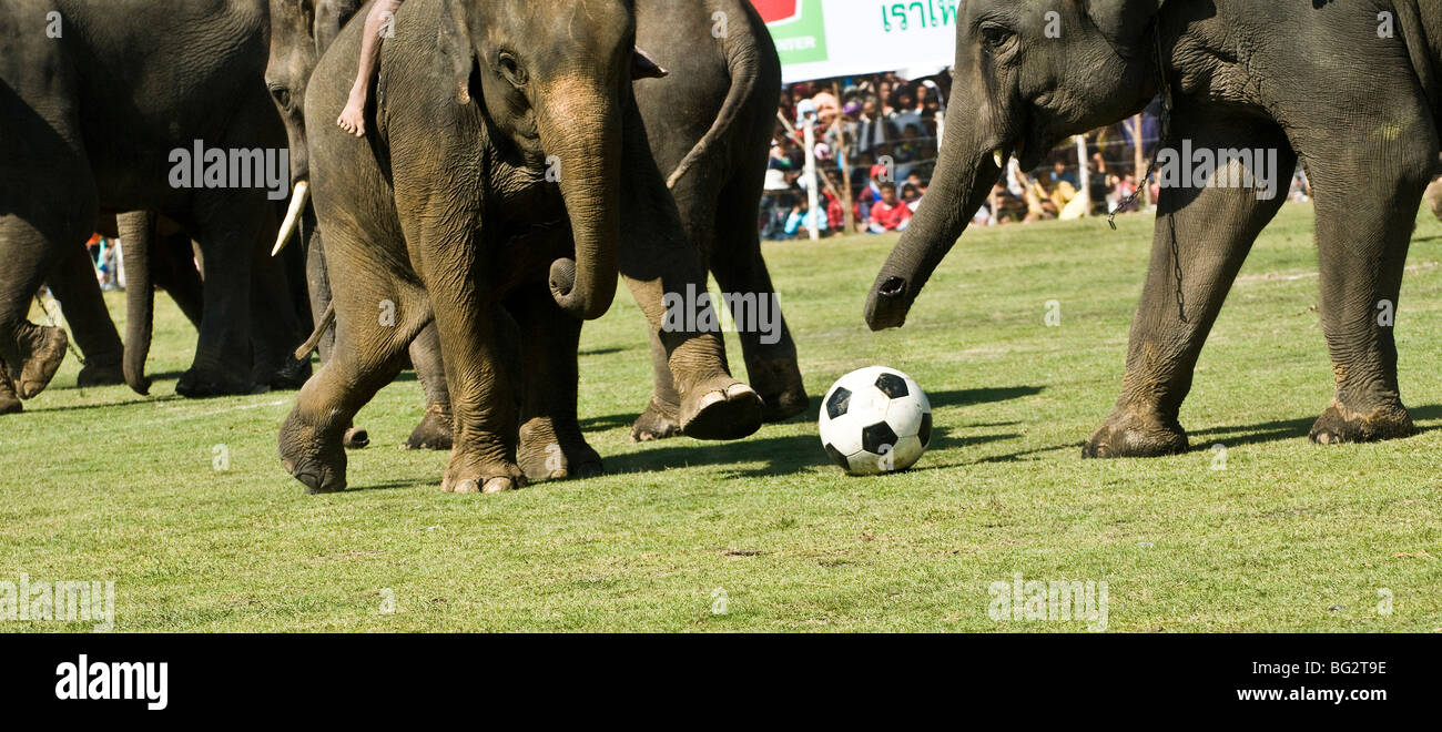 Gli elefanti che giocano a calcio in Surin Elephant roundup. Foto Stock