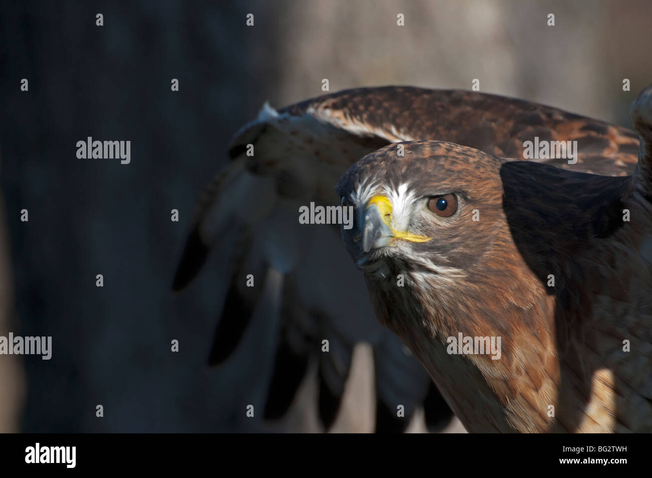 Un rosso-tailed hawk con ali sollevato Foto Stock