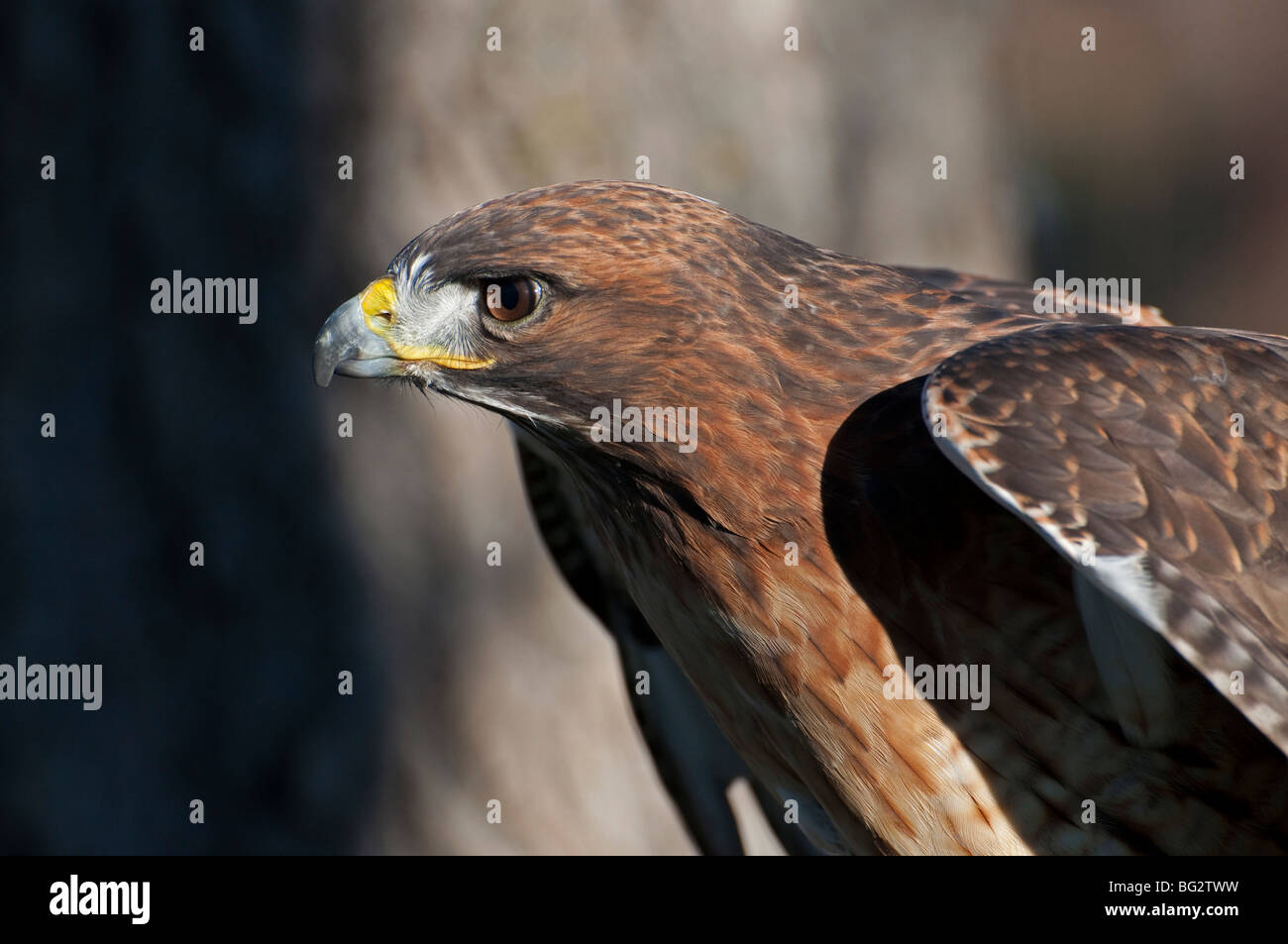 Un rosso-tailed hawk con ali sollevato Foto Stock