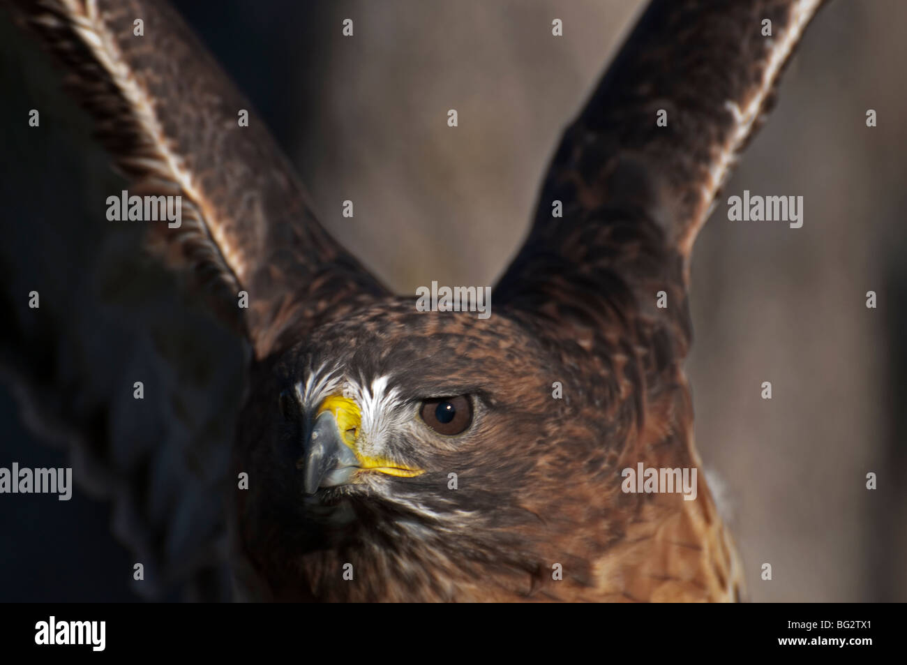 Un rosso-tailed hawk con ali sollevato in alto. Foto Stock