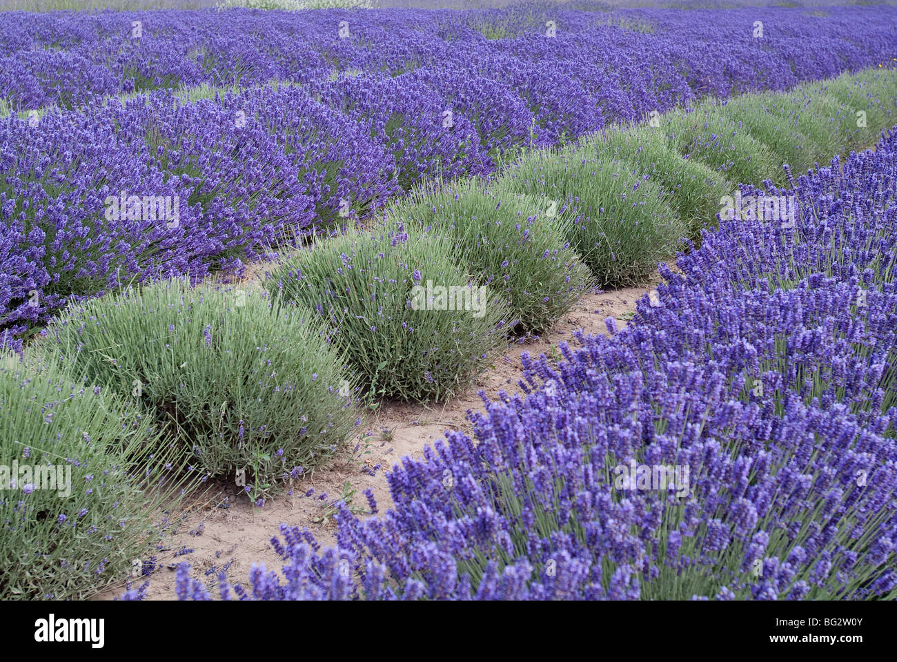 Fila di raccolte di lavanda. Foto Stock