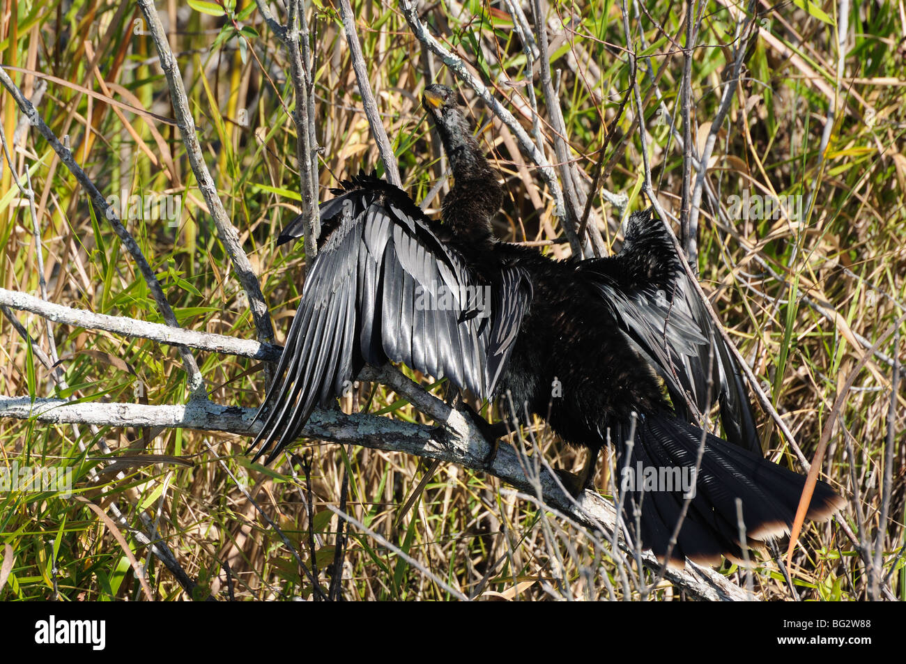 Anhinga bird asciugando le sue ali, Florida Everglades Foto Stock