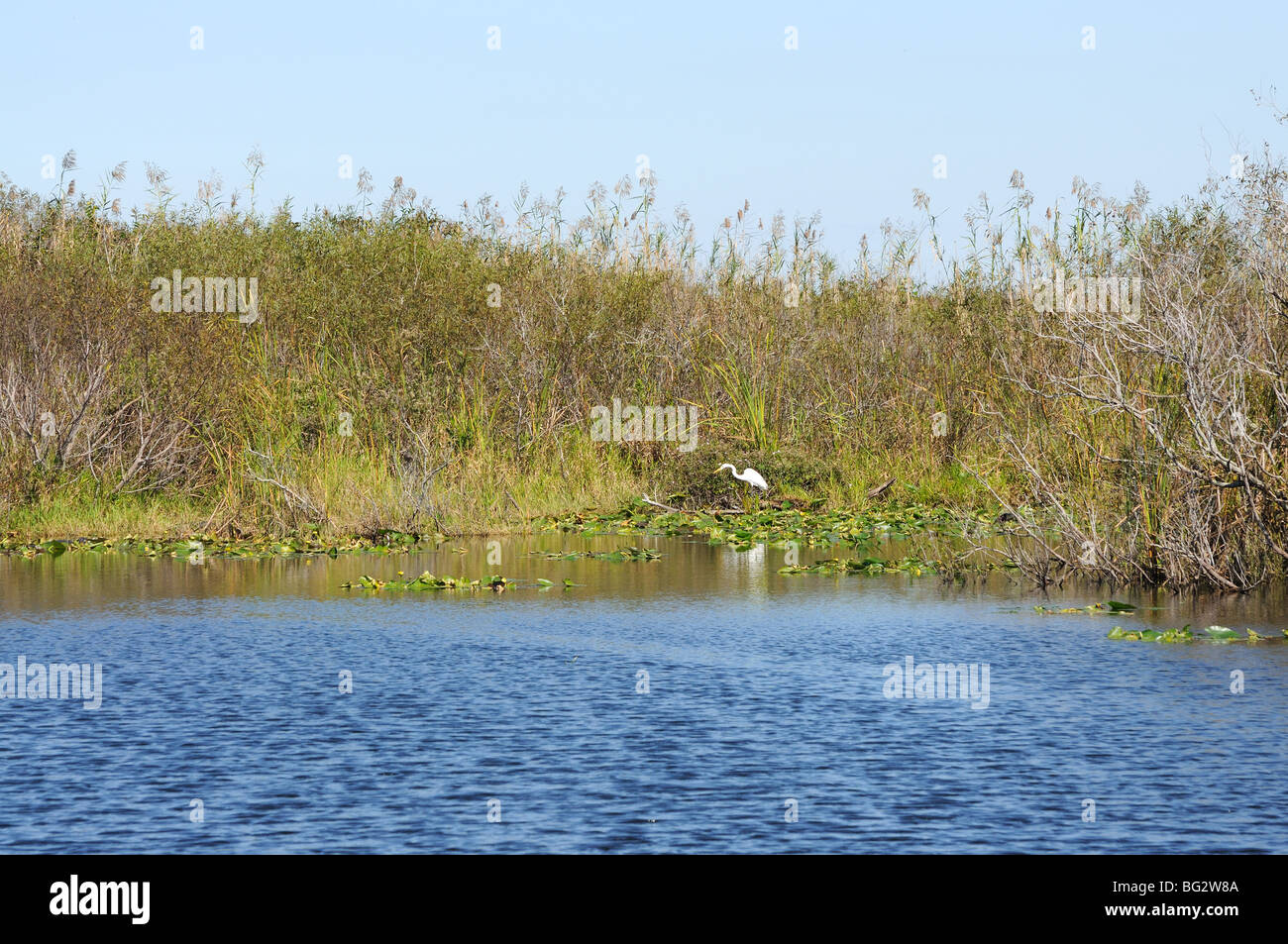 Paesaggio in Everglades, Florida Foto Stock