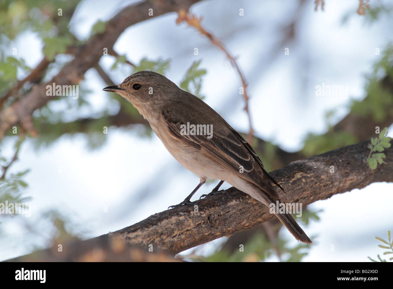 Chat per adulti flycatcher Foto Stock