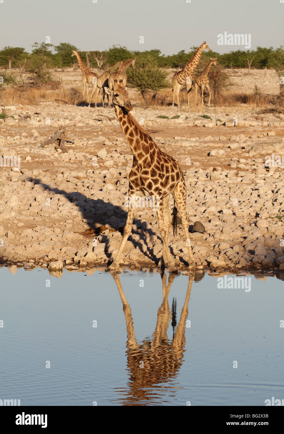 La giraffa singolo adulto a waterhole Foto Stock