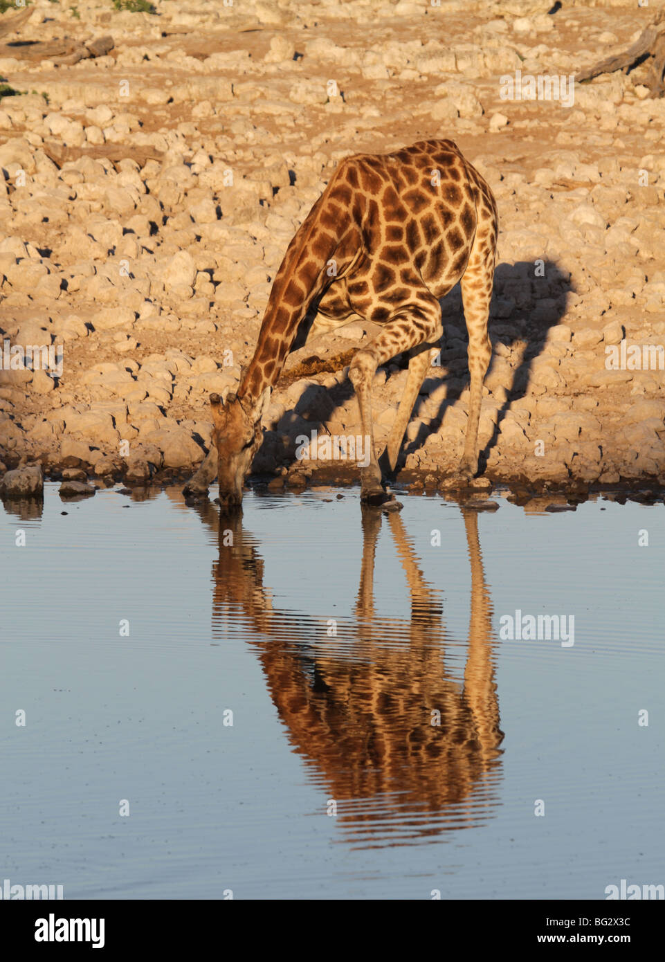La giraffa singolo adulto bevendo al waterhole Foto Stock